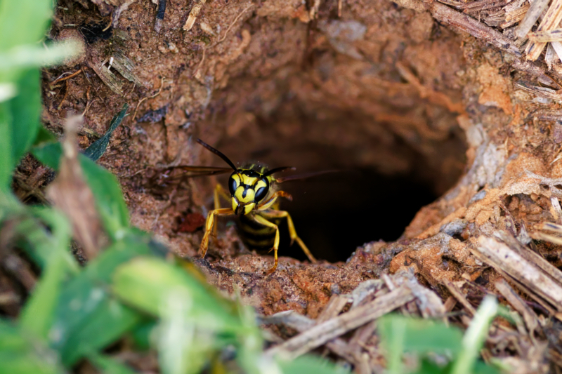 Yellow Jacket Nest Underground
