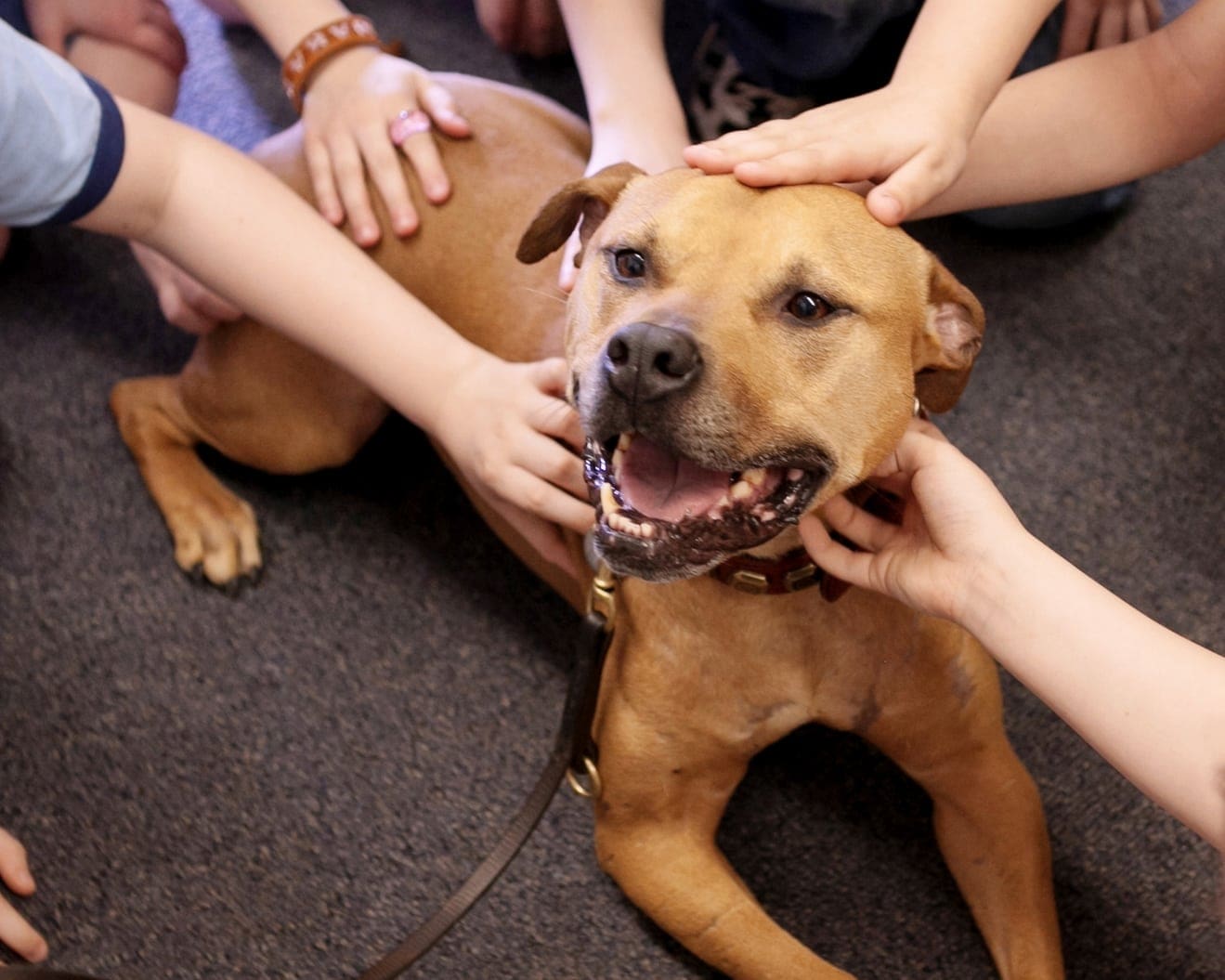 Best Friends Animal Society Saved the Dogs, The Champions is their Story