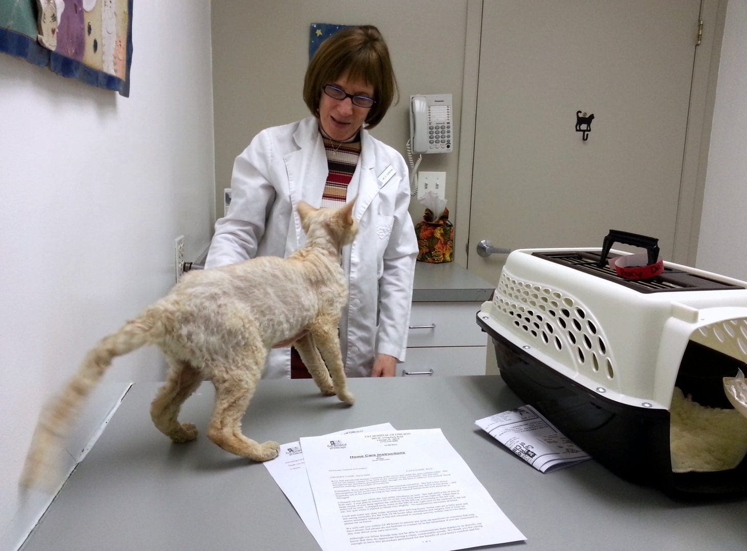 How Do I Know to Take My Cat to the Veterinarian?