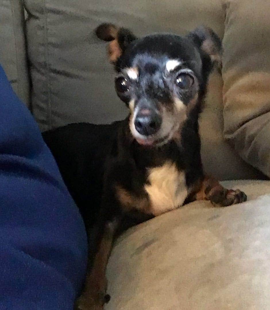 Steve Dale and Steve Cochran adoption a puppy mill dog