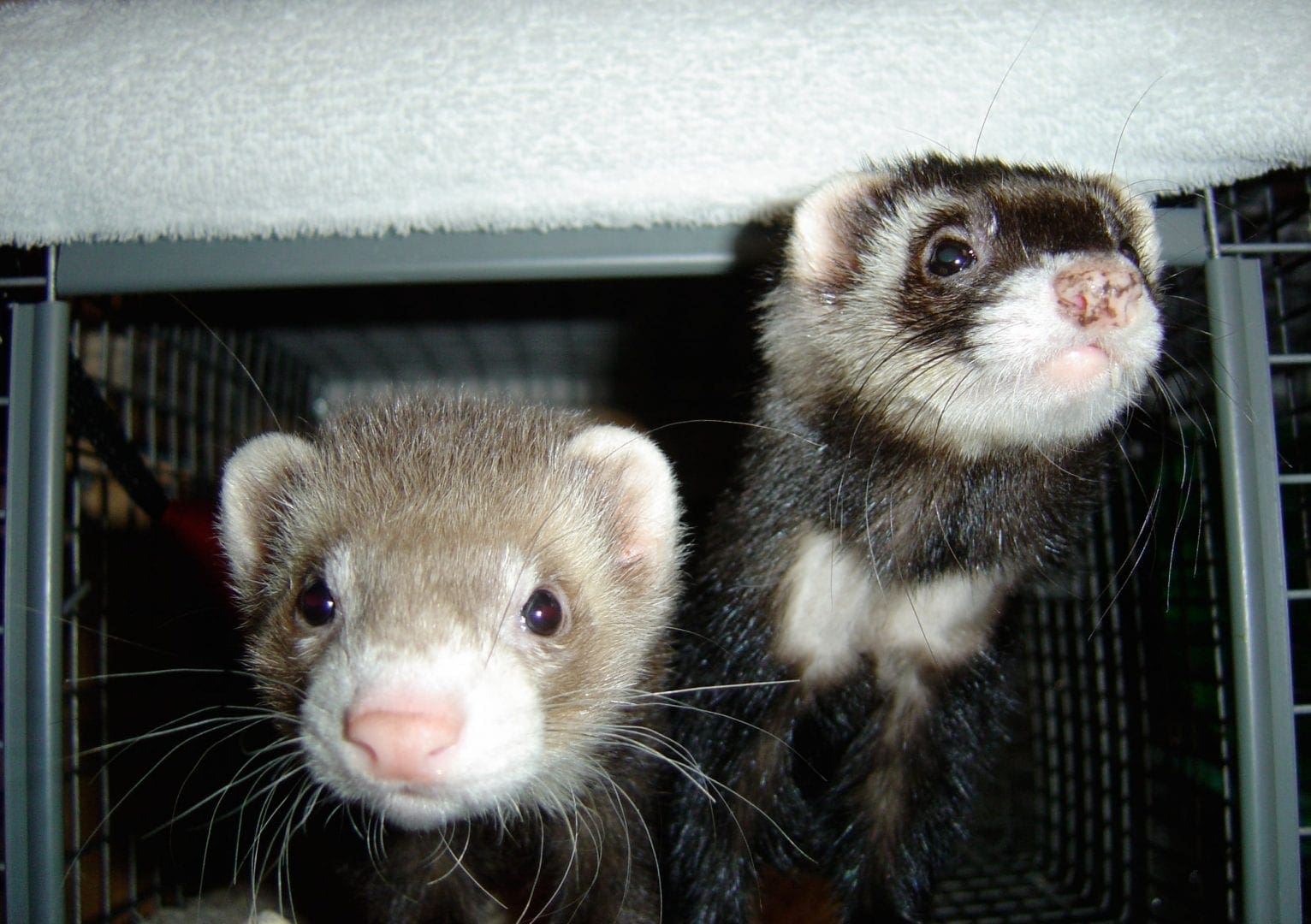 California Fumbles on Ferrets, Again Steve Dale Pet World