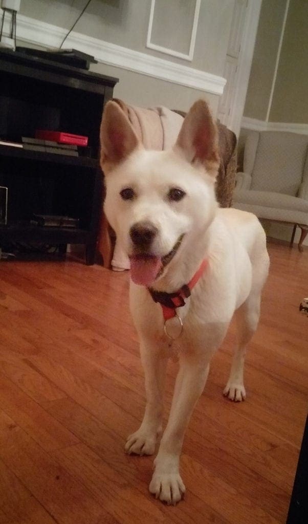 WGN Radio adopt a dog from South Korea with Steve Dale
