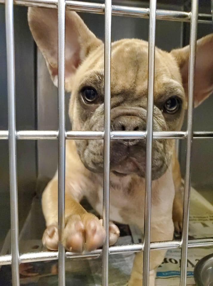 Happy ending for French Bulldogs confiscated at O'Hare Airport