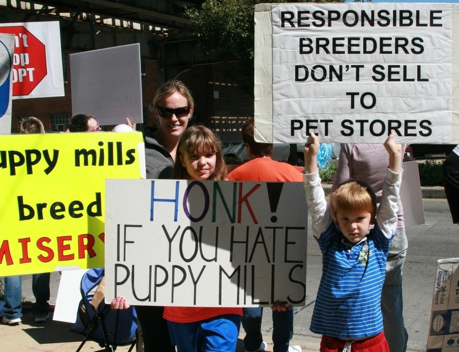 Three Chicago pet stores issued citations for continuing instore sales