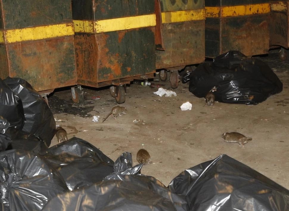 Orkin names the rattiest cities and also why that's important regarding dogs