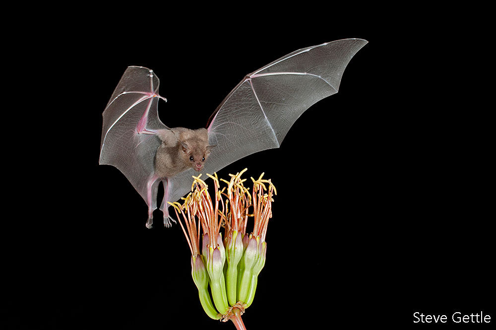 Bats in Flight Steve Gettle Nature Photography