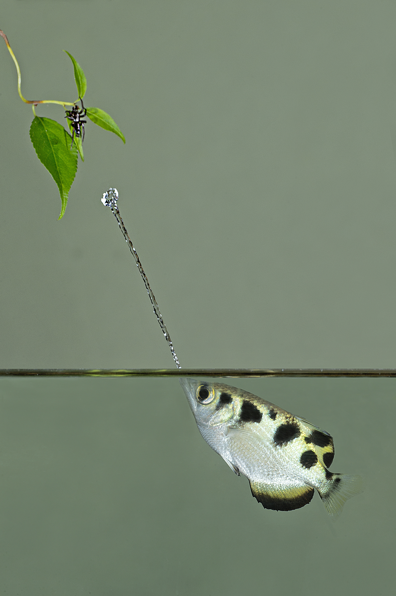 Archerfish Hunting Steve Gettle Nature Photography