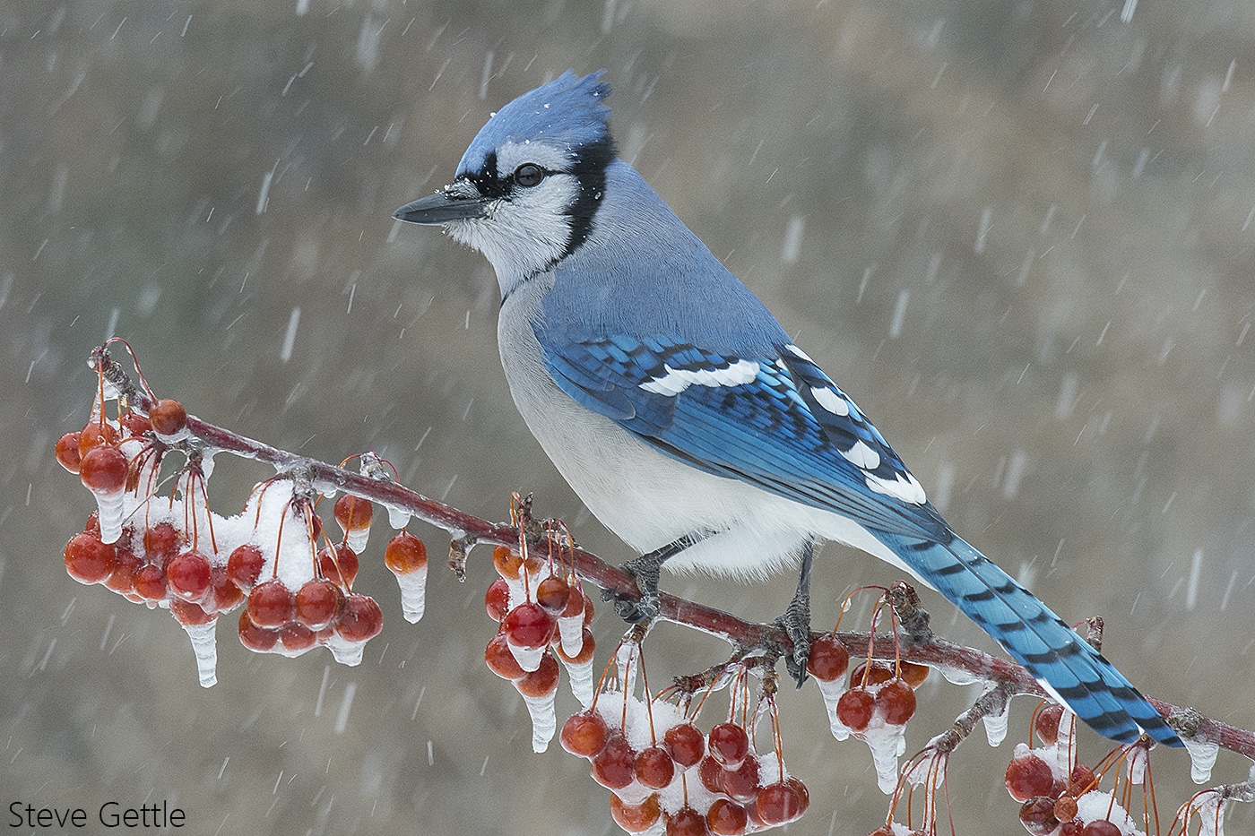 Blue Jay In Winter