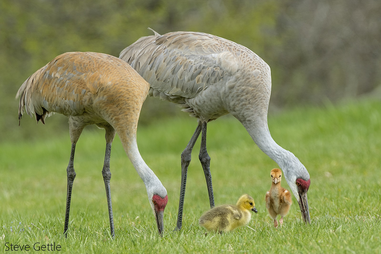 An Unexpected Family Sandhill Cranes raise baby goose Steve Gettle
