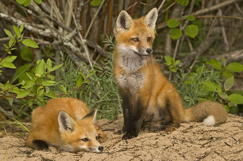 FINDING FOX DENS Steve Gettle Nature Photography
