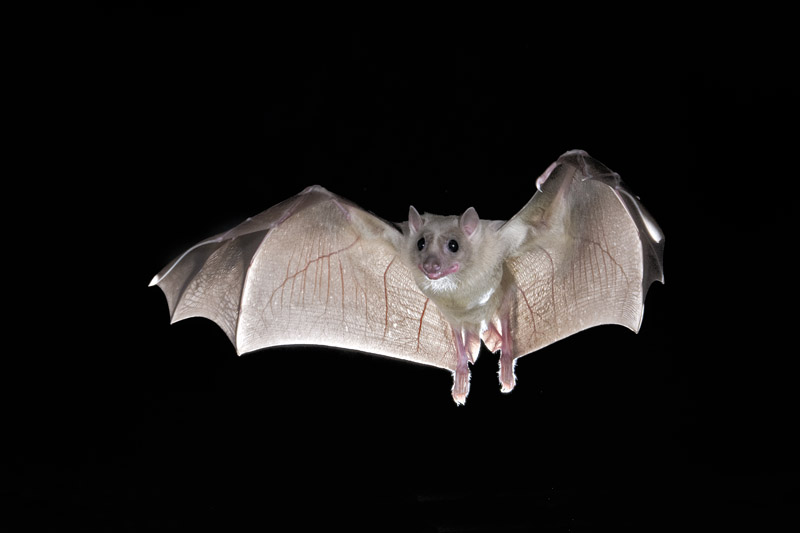 Bats in Flight Steve Gettle Nature Photography