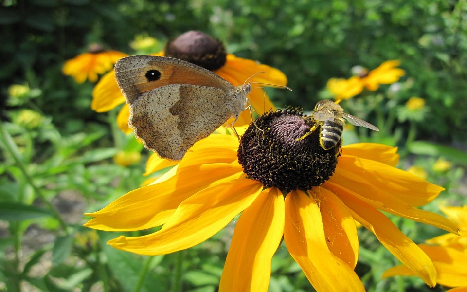 Bees and Butterflies Pain or Pleasure? The Path of Self Realization