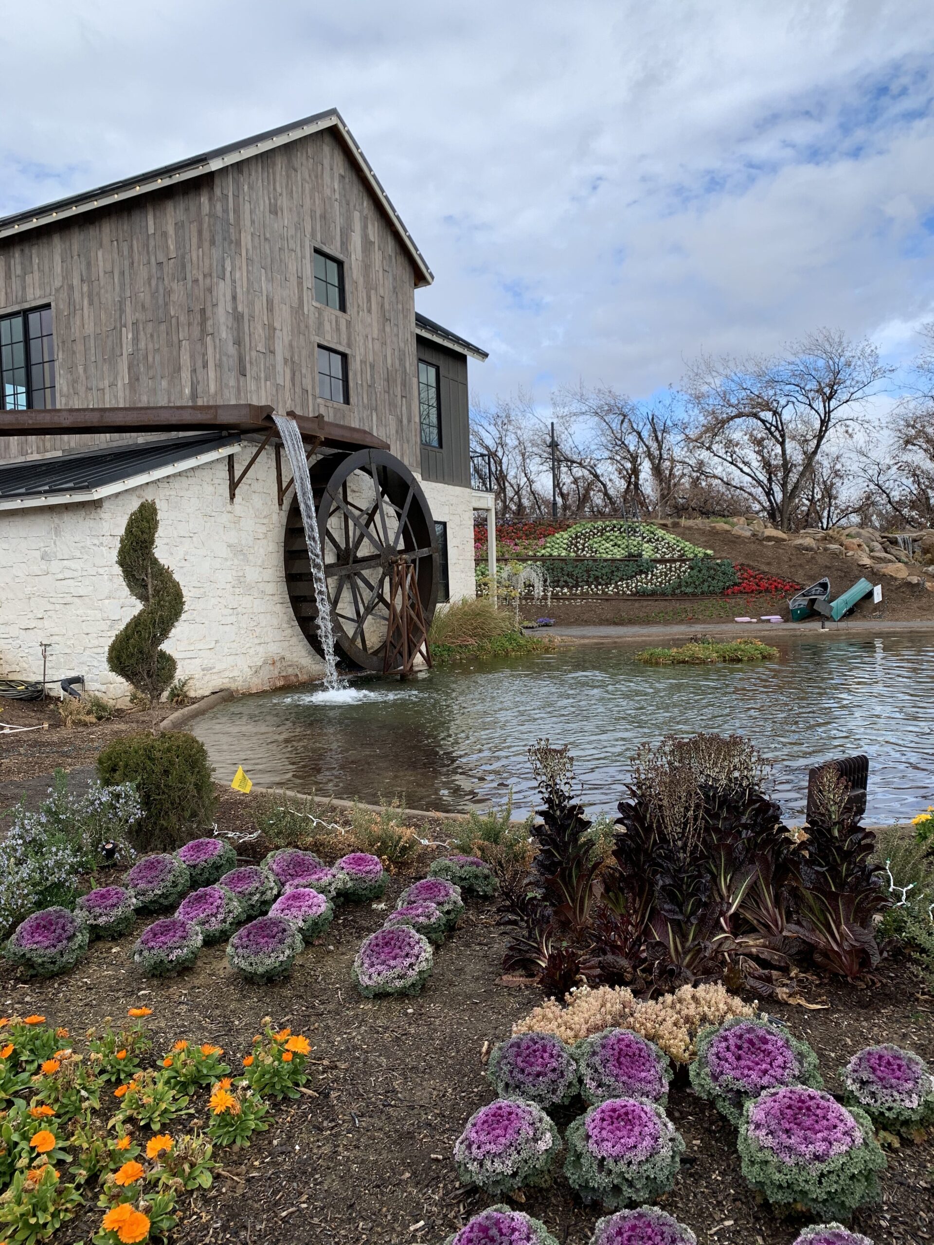 Steven W. Allen Memorial Pansy Garden at the Queen Creek Botanical Gardens
