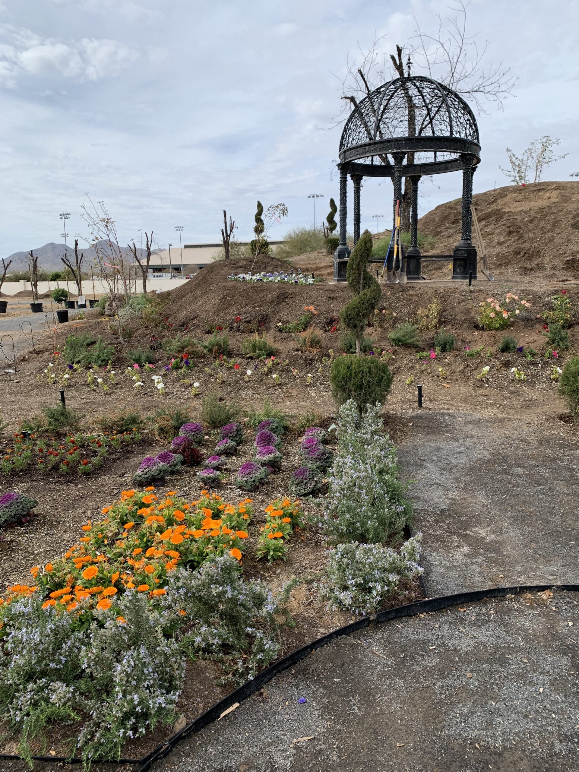 Steven W. Allen Memorial Pansy Garden at the Queen Creek Botanical Gardens