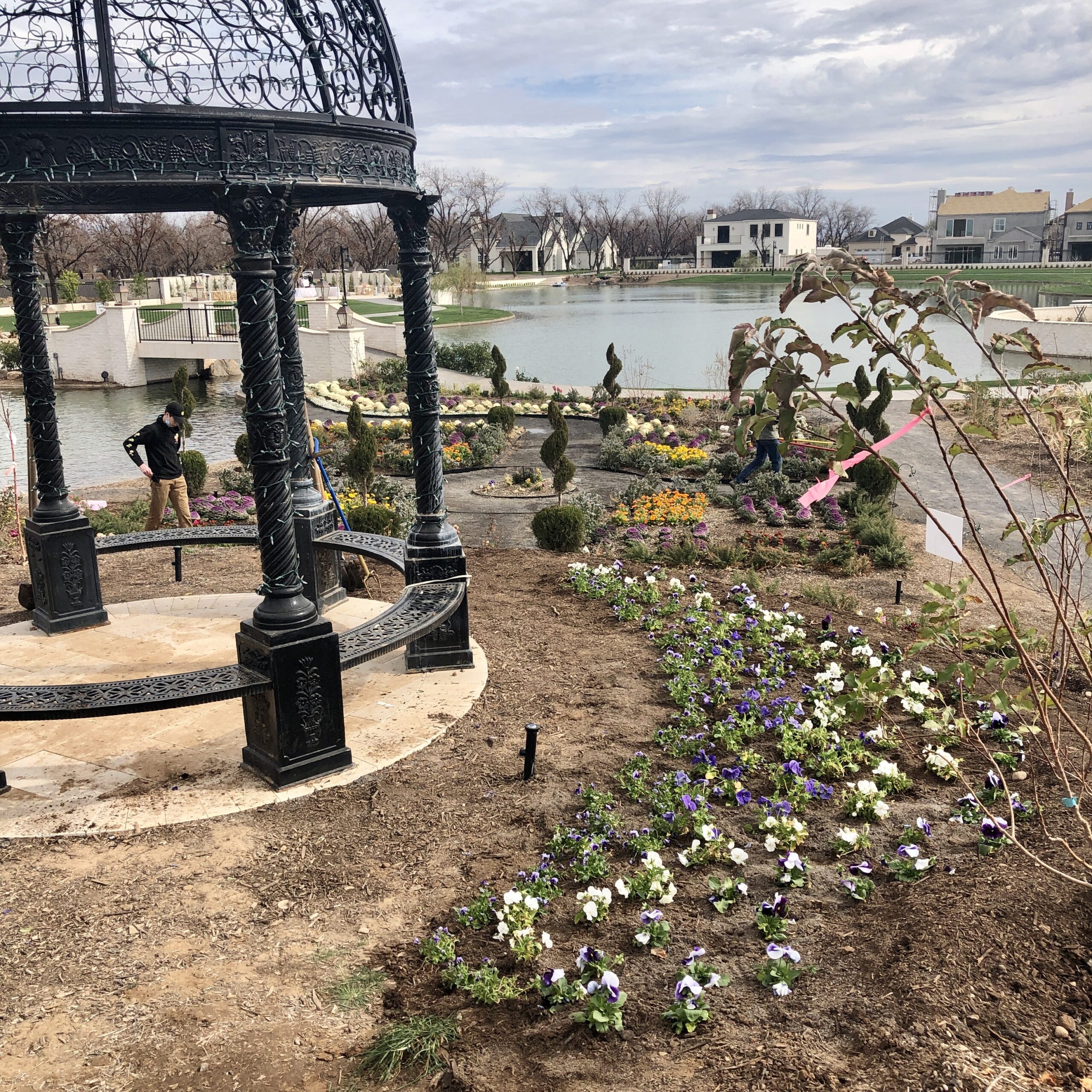 Steven W. Allen Memorial Pansy Garden at the Queen Creek Botanical Gardens