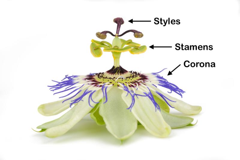 Passion Flower Article