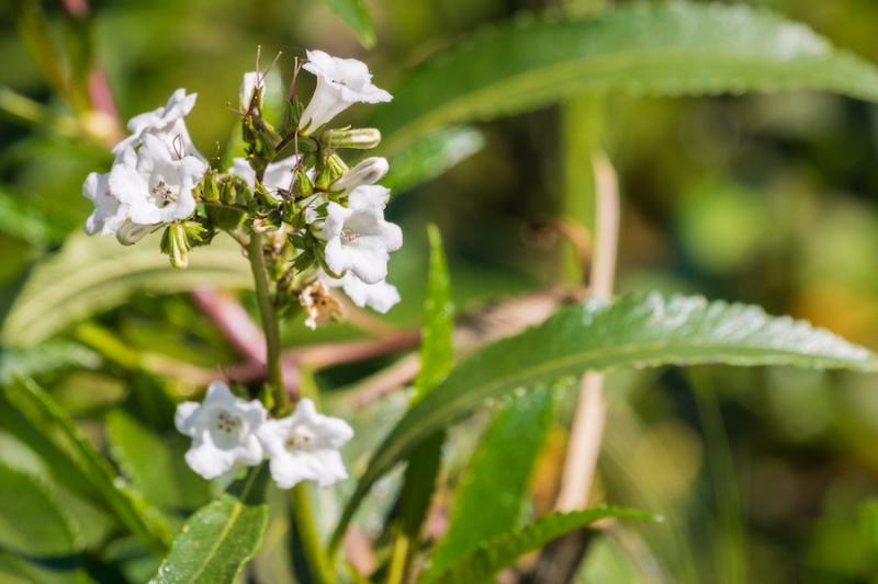 Yerba Santa The Holy Herb Article