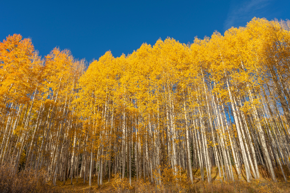 The Beautiful and Useful Quaking Aspen Article