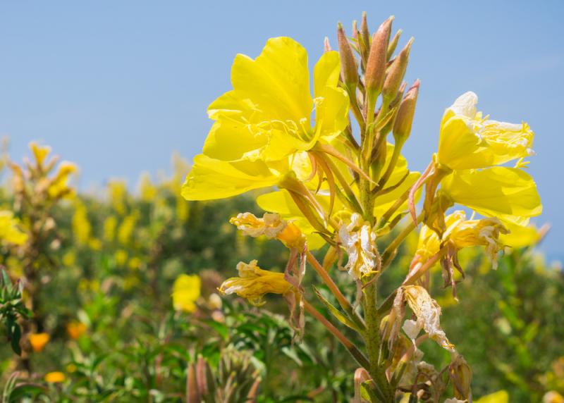 The Healing Properties of Evening Primrose Article