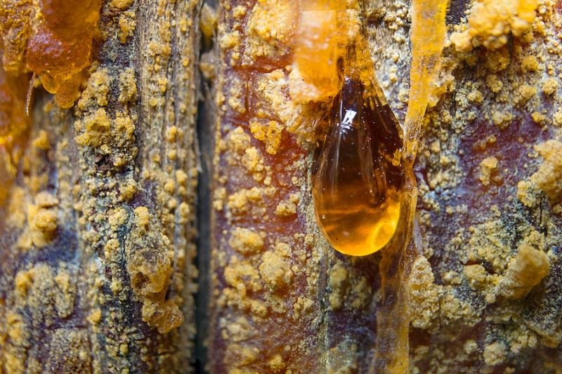 Pine The Winter Survival Supermarket Article