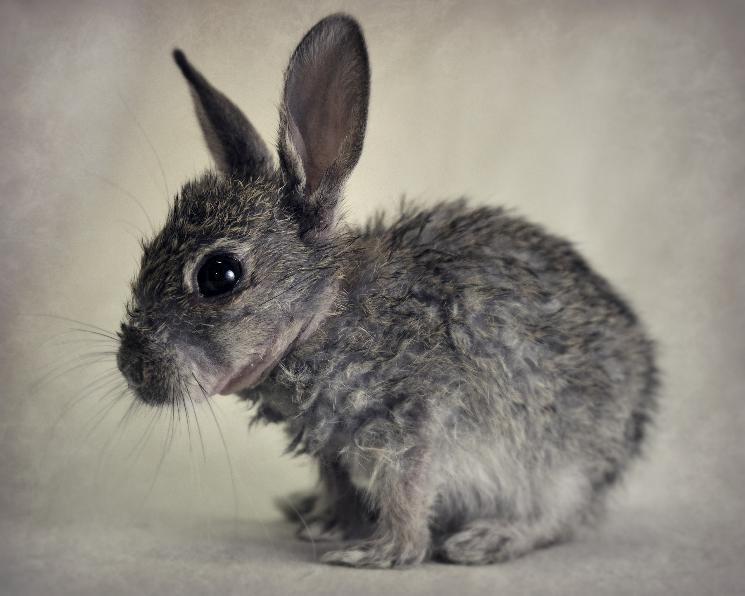 Cute Animal Profile Pictures Viewing Gallery