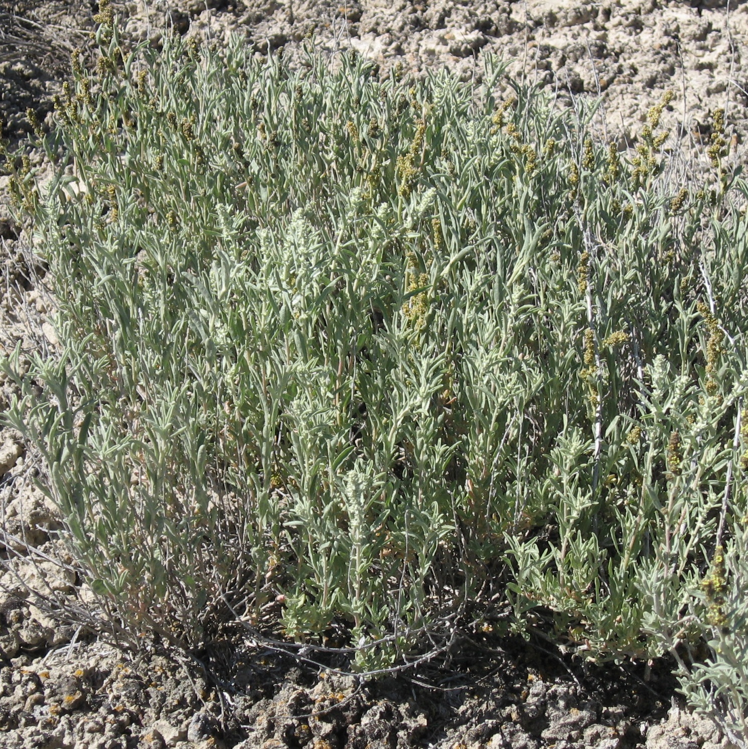 Stevenson Intermountain Seed Atriplex falcataFalcata Saltbrush (Native)