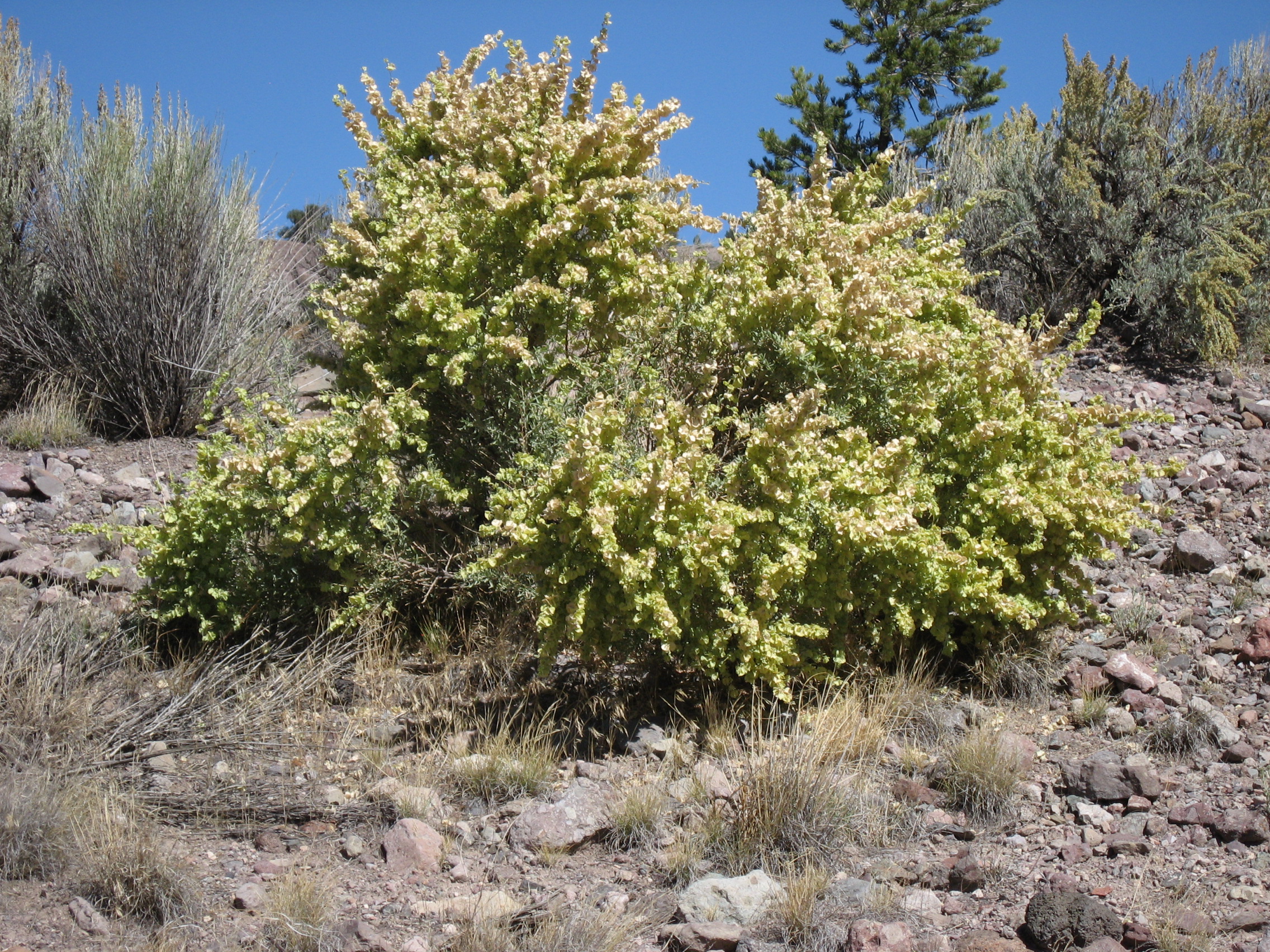 Stevenson Intermountain Seed Atriplex canescensFourwing Saltbrush