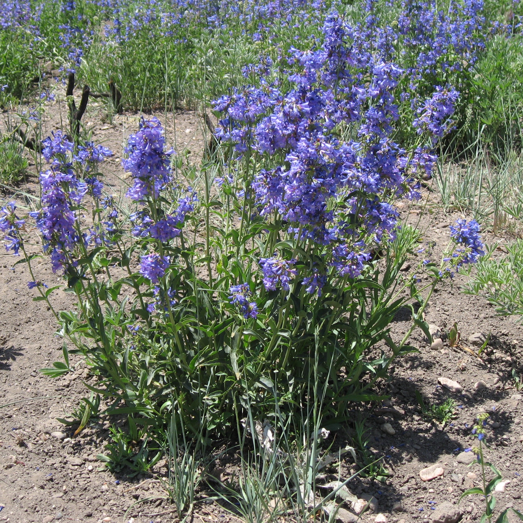 Stevenson Intermountain Seed Penstemon subglaberGreat Basin Penstemon