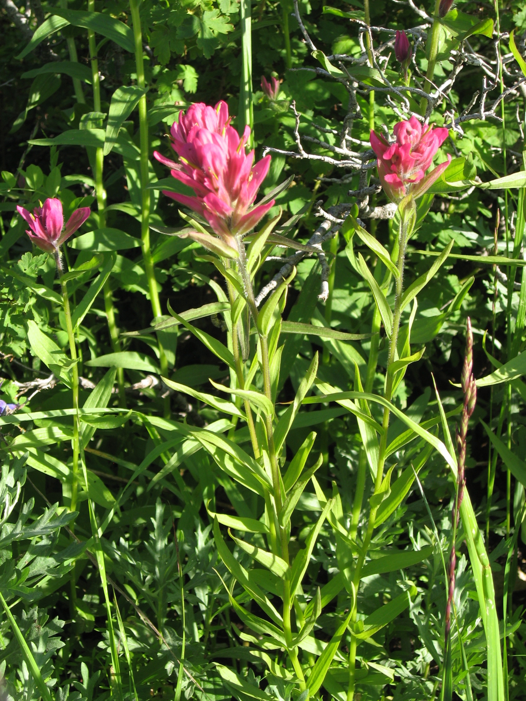 Stevenson Intermountain Seed Castilleja rhexiifoliaSplitleaf Indian