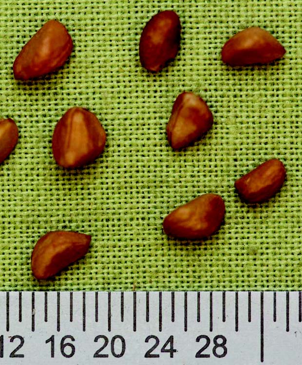 Stevenson Intermountain Seed Rosa woodsiiWoods Rose (Native)