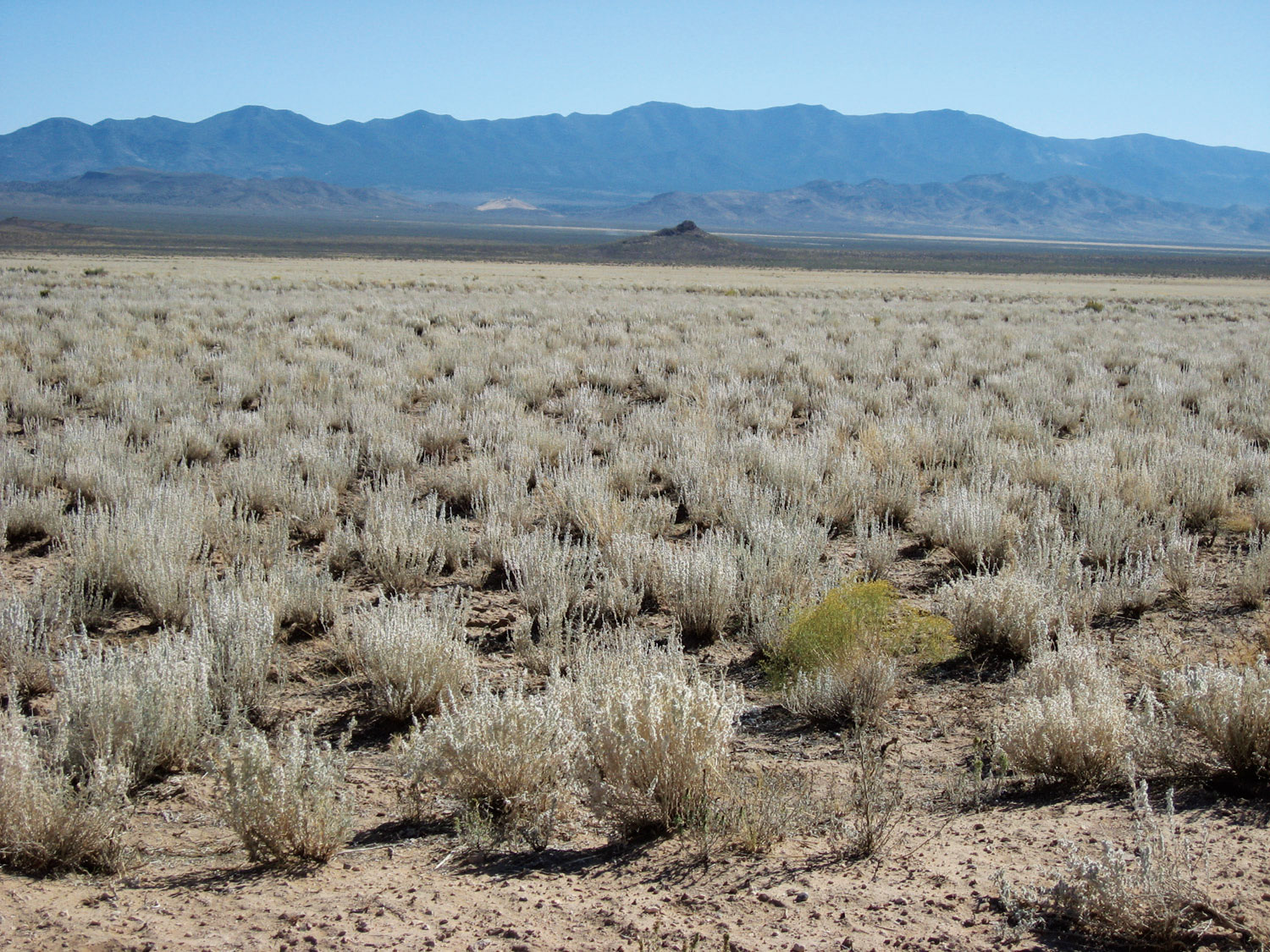 Stevenson Intermountain Seed Wildland Native Seed Collection