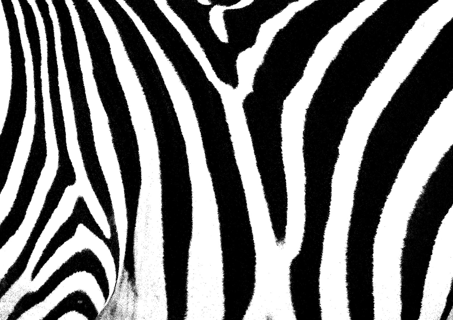 Zebra Skin (Fabric of Africa) Steve Russell Gallery