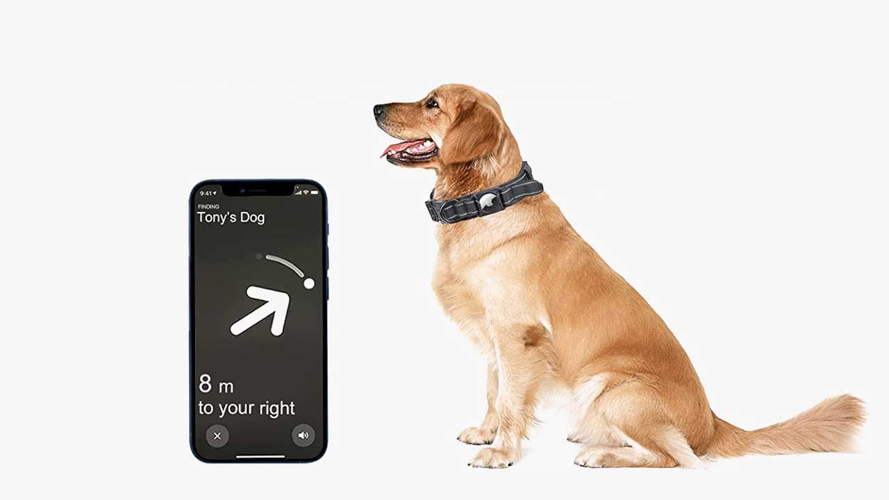 How to Use an Apple AirTag to Track Your Dog (3 Easy Steps)