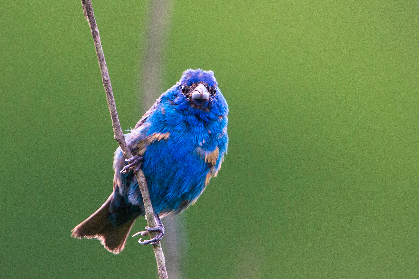 Recent Images of a Variety of Birds Stephen L Tabone Nature Photography