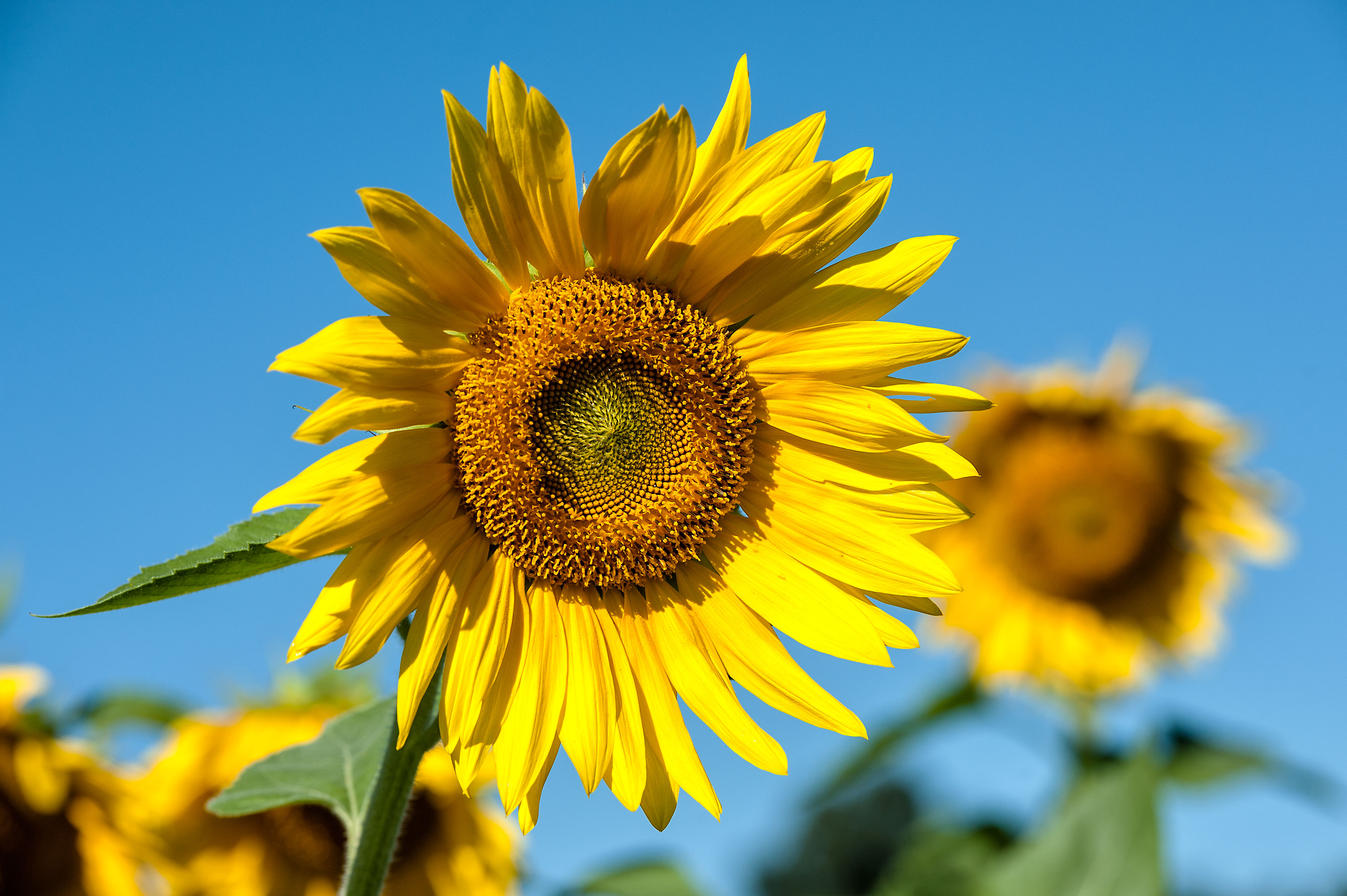 Maryland Sunflowers Stephen L Tabone Nature Photography