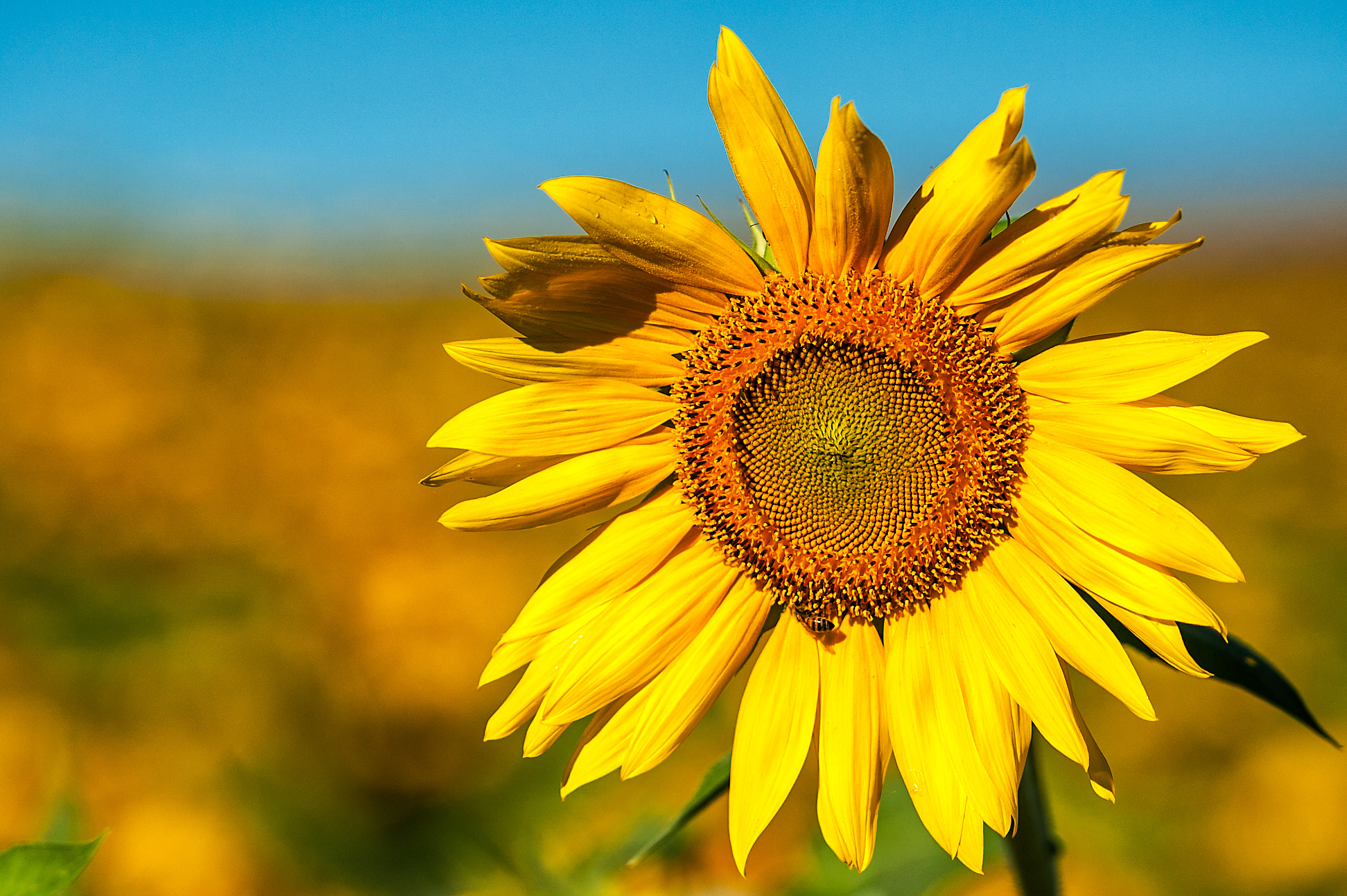 Maryland Sunflowers Stephen L Tabone Nature Photography