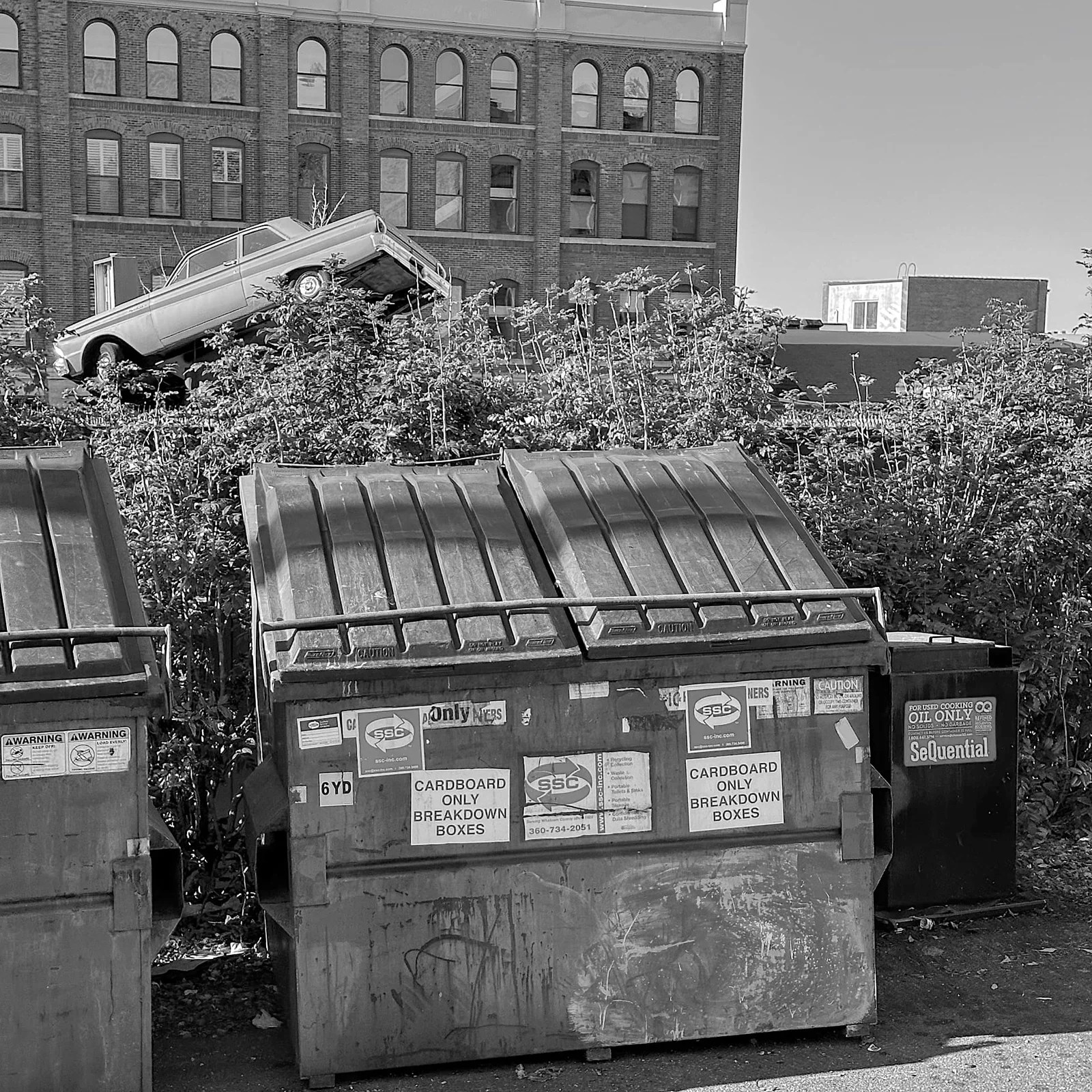 Mckenzie Avenue Steve Weir