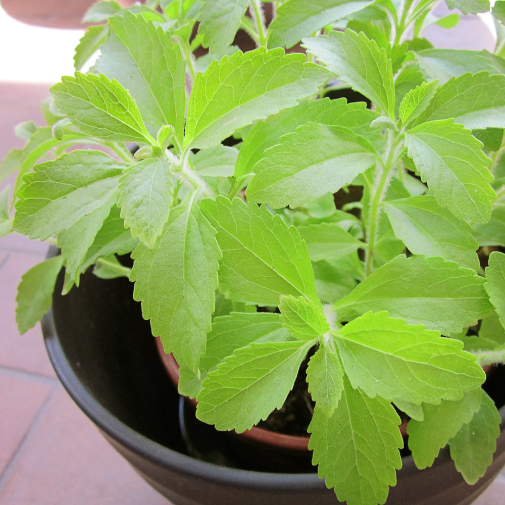 Die Stevia Pflanze Stevia rebaudiana
