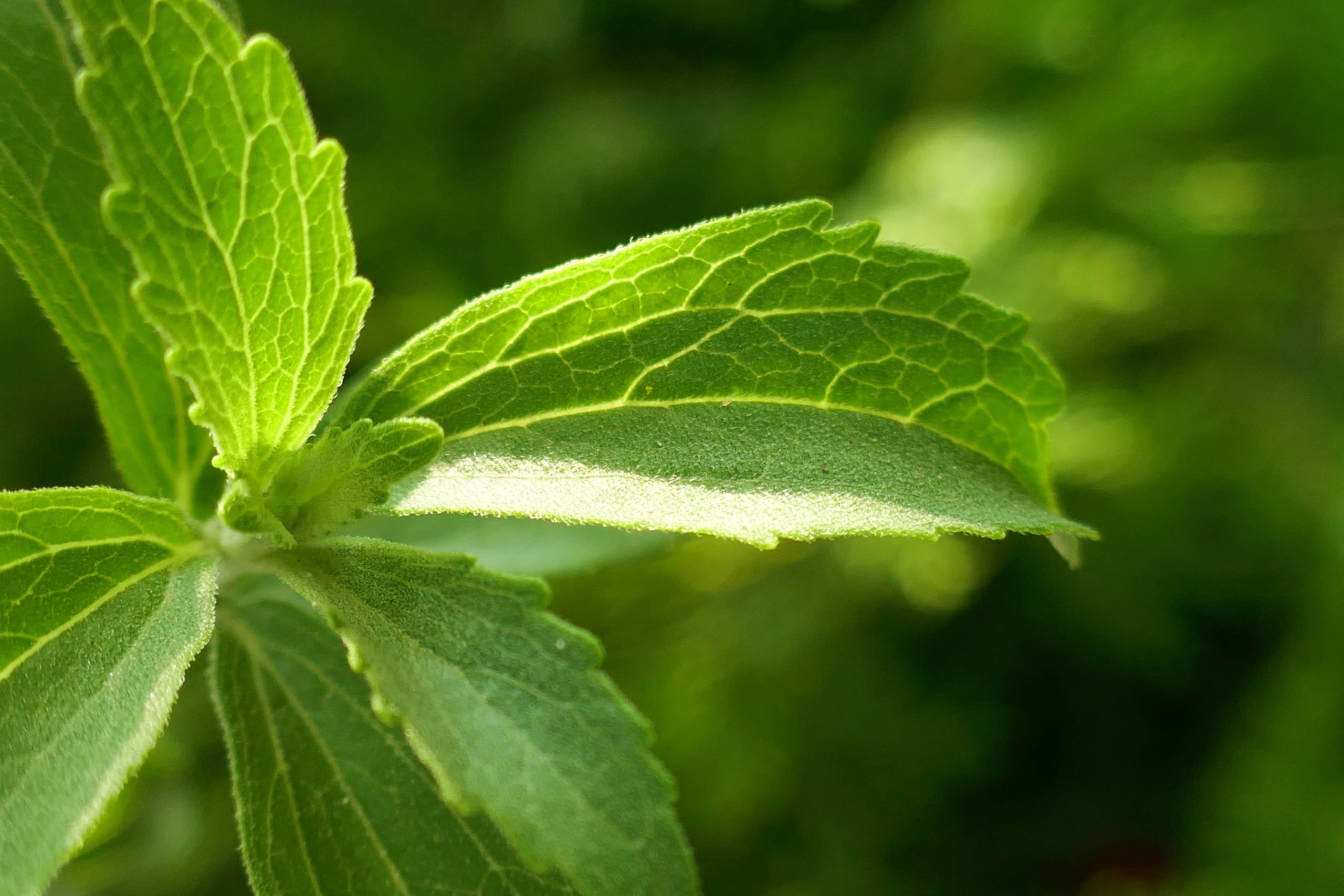 Stevia Nutrition, Side Effects, Weight Loss Stevia Facts