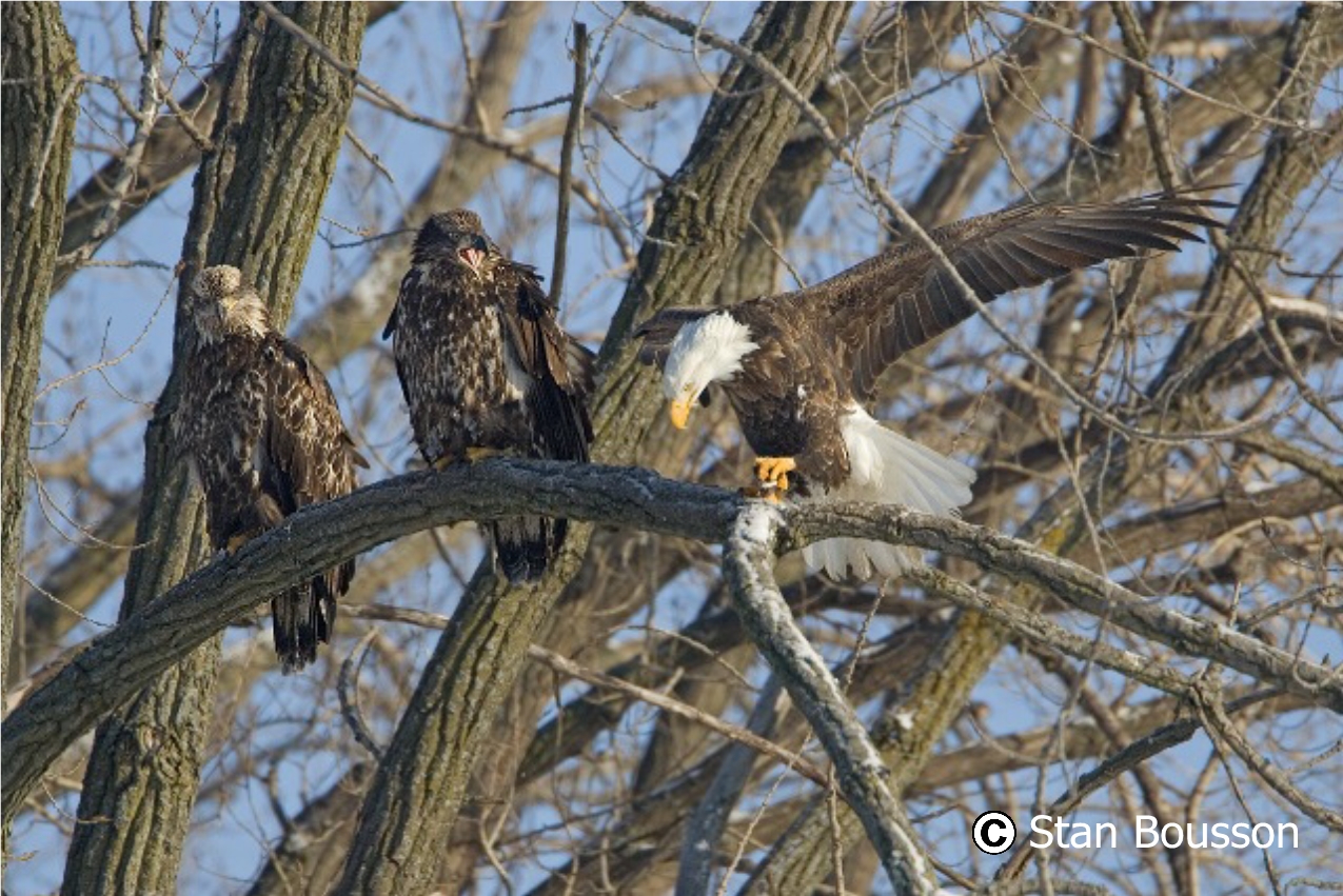 Bald Eagle FAQ Stewards of the Upper Mississippi River Refuge