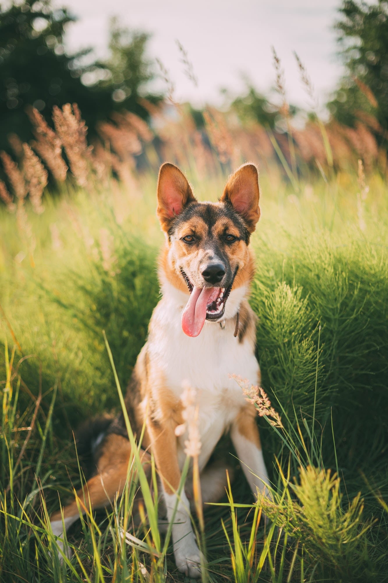 Why do Dogs Eat Grass? Stewart