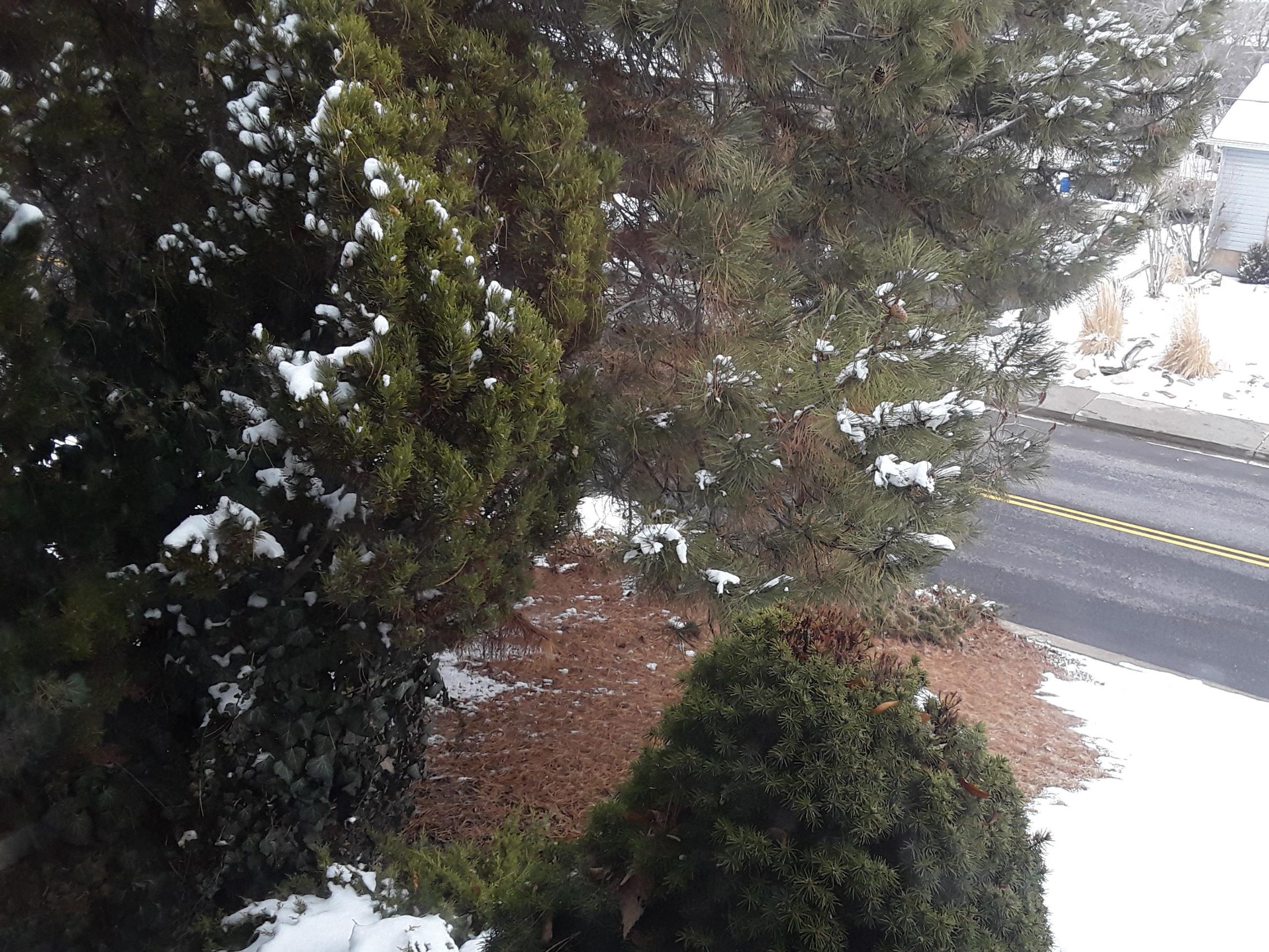 A Guide to Basic Tree Care in Utah Stewart's Lawn