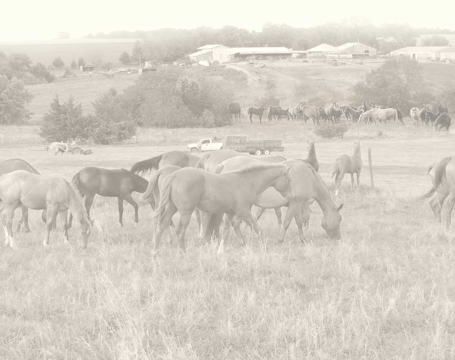 Steskal Quarter Horses Tiger Leo