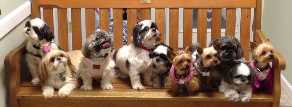 to STFBR rescue homepage Shih Tzus