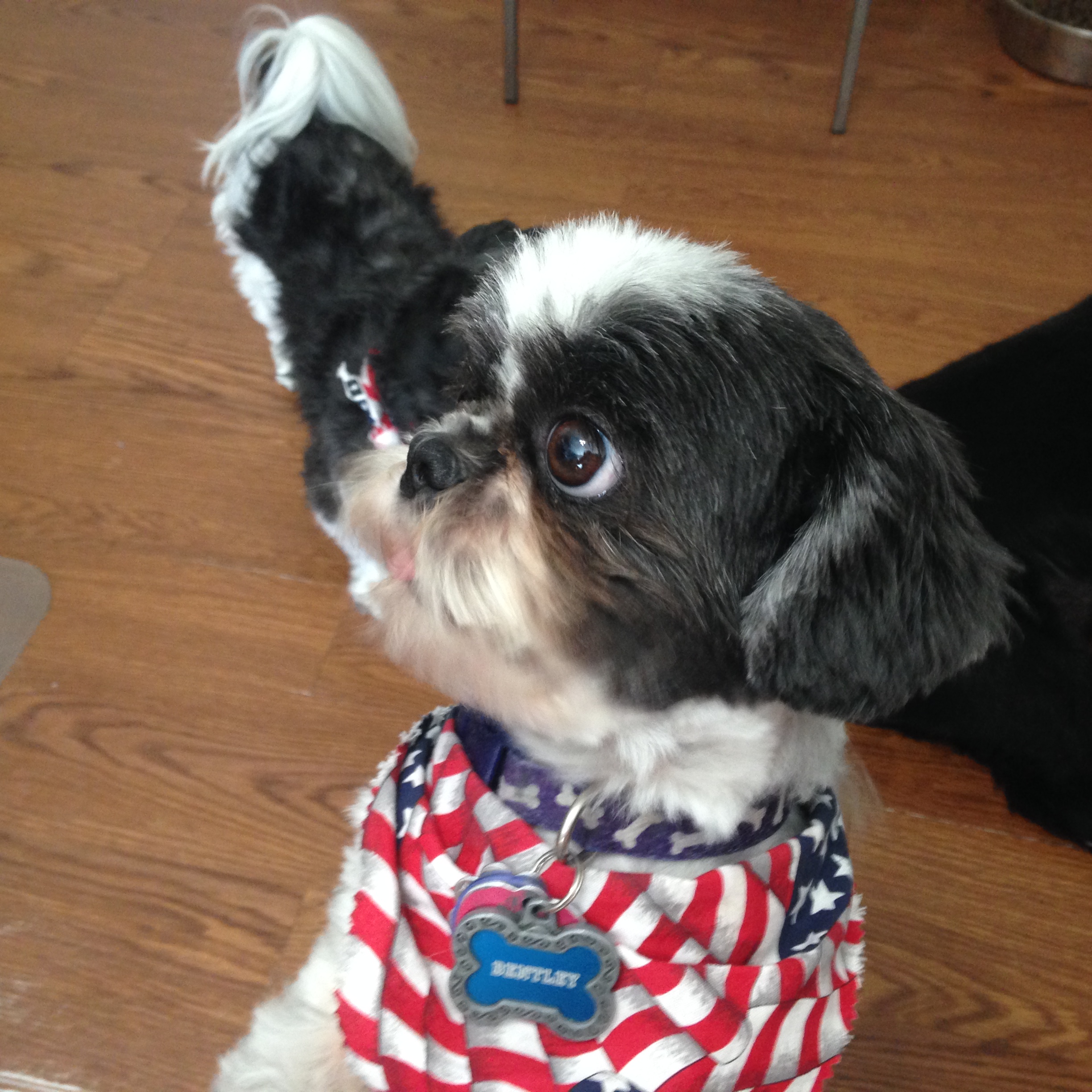 Mini Cooper Dog Mini Cooper Cars