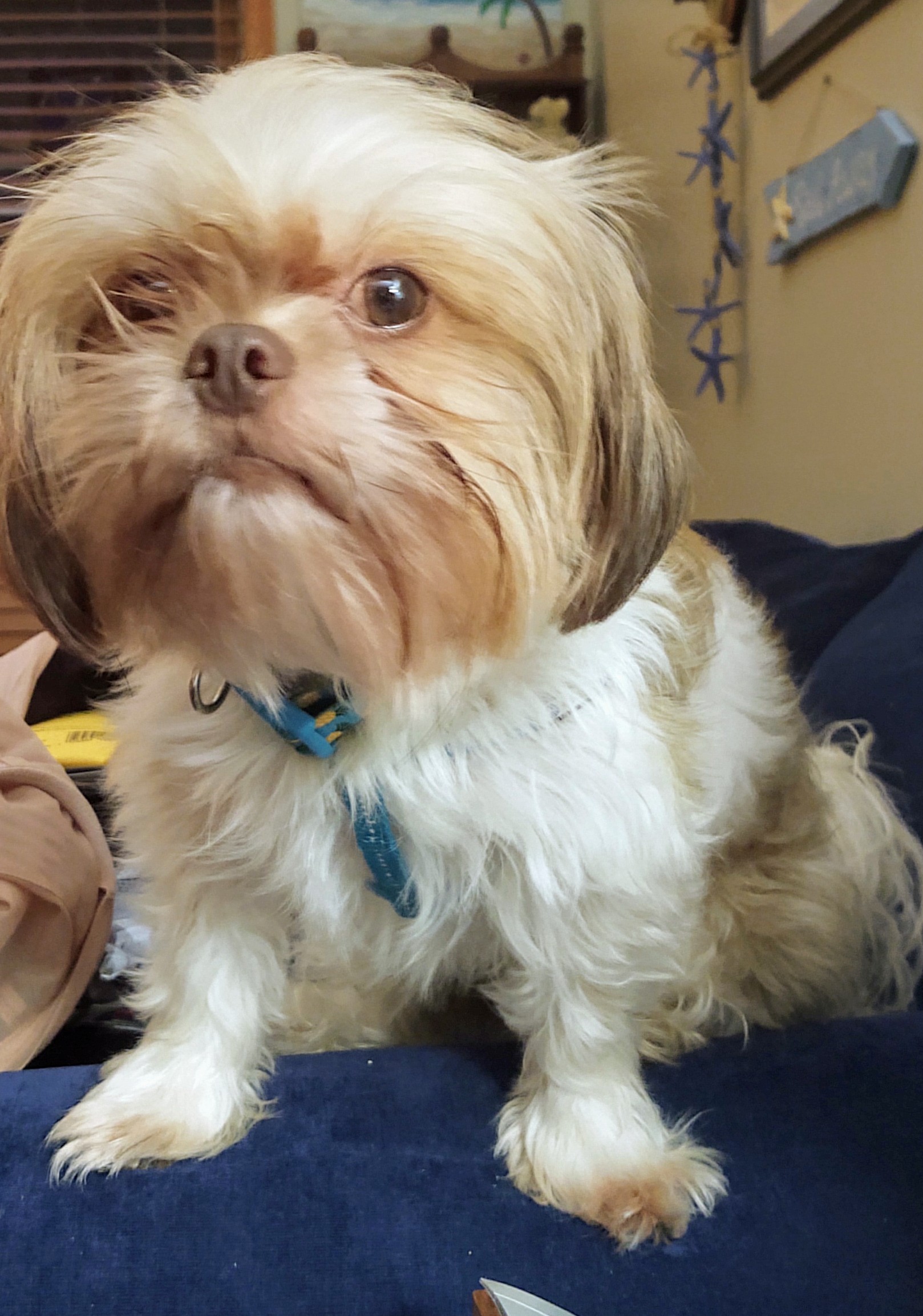 Coco Shih Tzus & FurbabiesShih Tzus & Furbabies