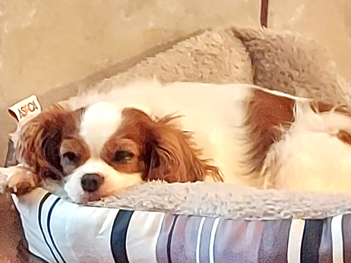 Harmony Shih Tzus & FurbabiesShih Tzus & Furbabies