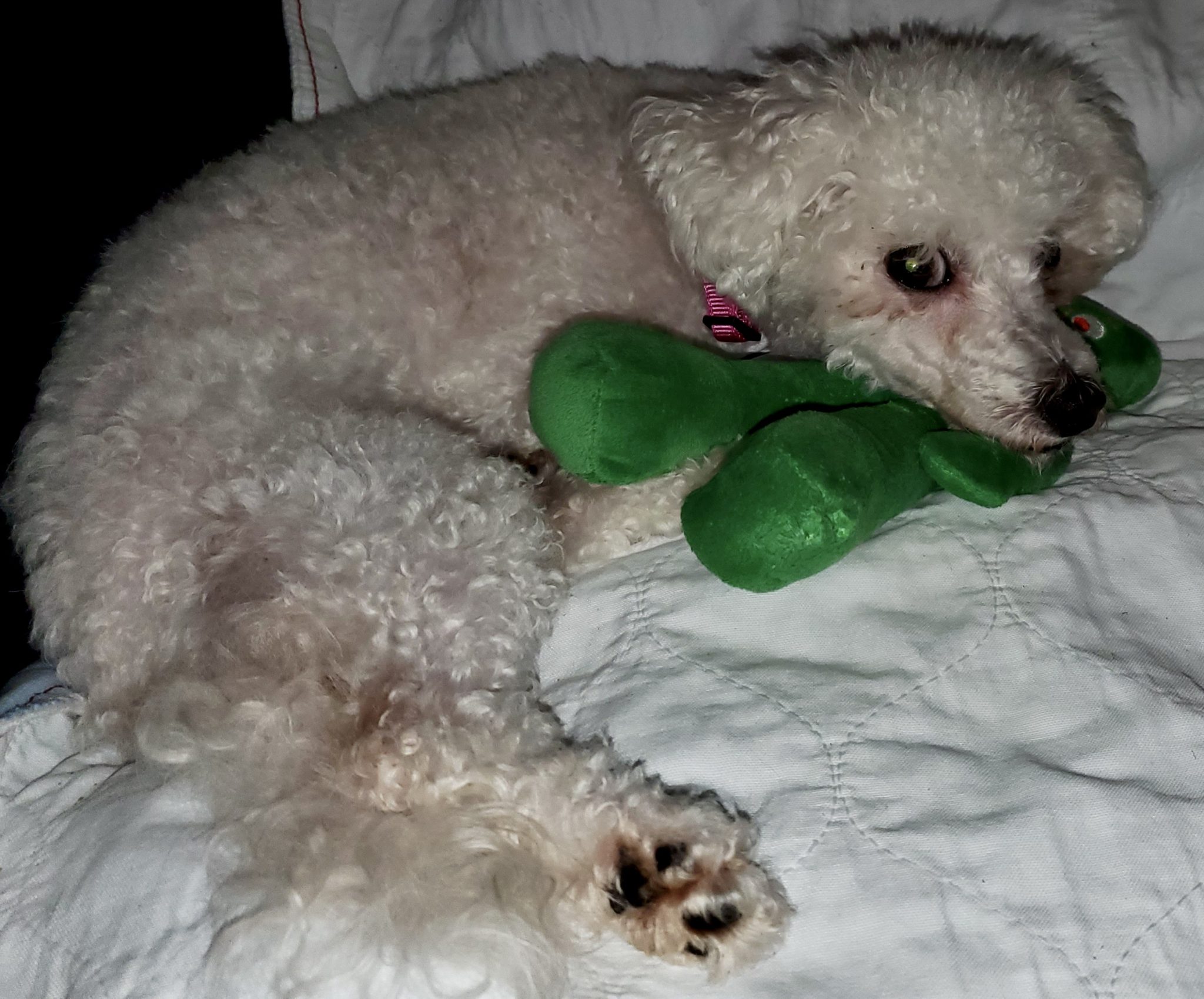 Mimi Shih Tzus & FurbabiesShih Tzus & Furbabies