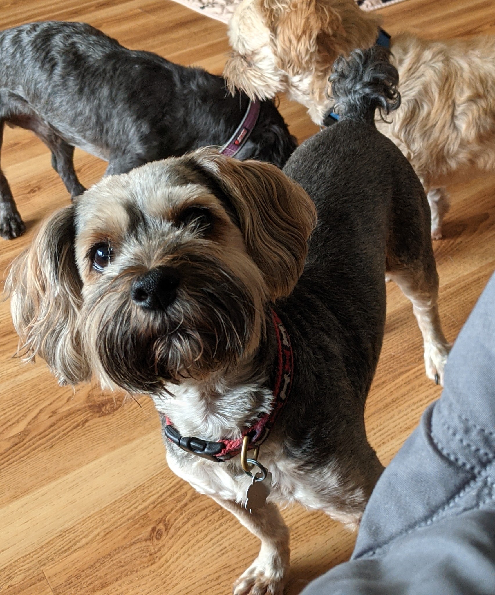 Rudy Shih Tzus & FurbabiesShih Tzus & Furbabies