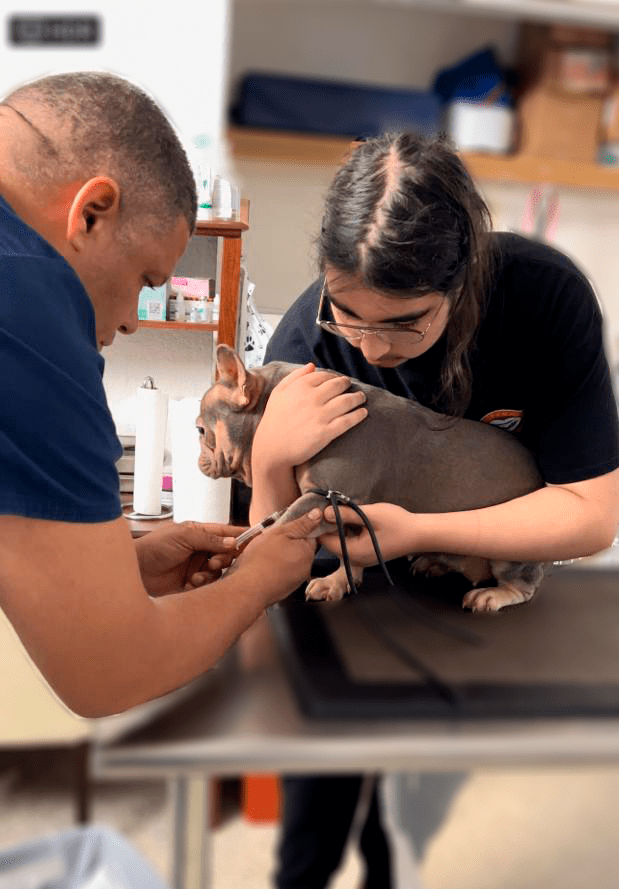 St. Francis Vet Mobil the best veterinary mobil in Florida